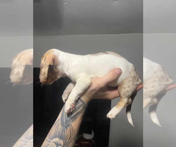 Medium Photo #3 Dachshund Puppy For Sale in ROCK HILL, SC, USA