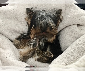 Father of the Yorkshire Terrier puppies born on 12/01/2020