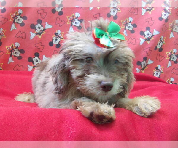 Medium Photo #9 F2 Aussiedoodle Puppy For Sale in PATERSON, NJ, USA