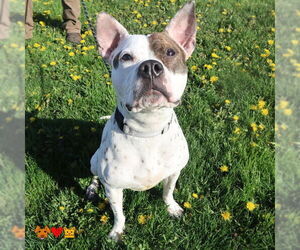 American Pit Bull Terrier-Unknown Mix Dogs for adoption in Center Township, PA, USA