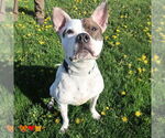 Small American Pit Bull Terrier Mix