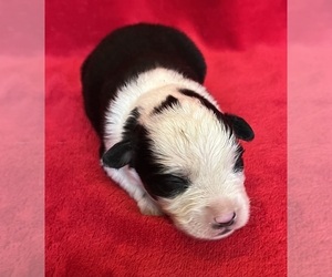 Miniature Australian Shepherd Puppy for sale in FORT MORGAN, CO, USA