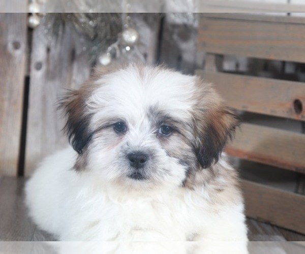 Medium Photo #2 Zuchon Puppy For Sale in MOUNT VERNON, OH, USA