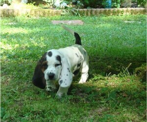 Basset Hound Puppy for Sale in LANEXA, Virginia USA