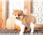 Small #2 Pomeranian