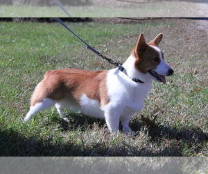 Mother of the Pembroke Welsh Corgi puppies born on 01/10/2020