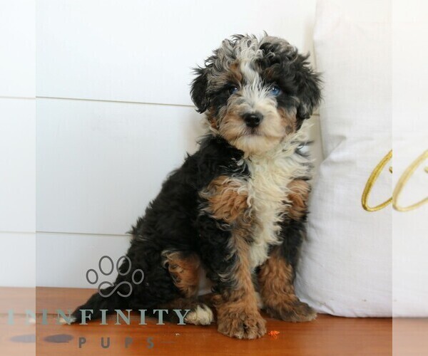 Medium Photo #3 Bernedoodle (Miniature) Puppy For Sale in NARVON, PA, USA