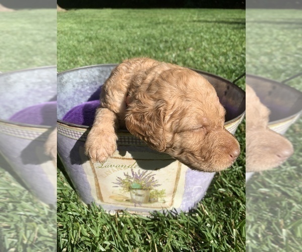 Medium Photo #5 Labradoodle Puppy For Sale in DURHAM, CA, USA