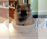 Small Photo #37 Keeshond Puppy For Sale in FAYETTEVILLE, TN, USA
