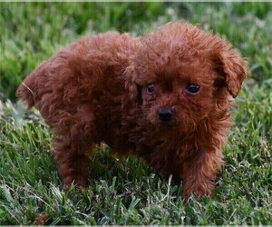 Poodle (Toy) Puppy for sale in BAY HARBOR IS, FL, USA
