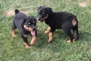 Rottweiler Puppy for sale in LOVELAND, CO, USA
