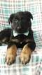Small Photo #6 German Shepherd Dog Puppy For Sale in LANCASTER, PA, USA