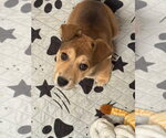 Small #1 Labrador Retriever Mix