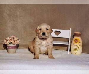 Golden Retriever Litter for sale in SHERWOOD, OH, USA