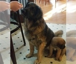 Small Photo #10 Leonberger-Saint Bernard Mix Puppy For Sale in BATH, NY, USA