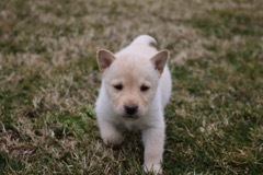 Medium Photo #3 Labrador Retriever-Siberian Husky Mix Puppy For Sale in WOODFORD, VA, USA