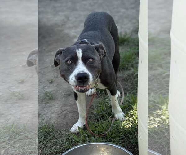 Medium Photo #2 American Pit Bull Terrier Puppy For Sale in Virginia Beach, VA, USA
