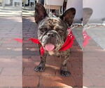 Small #13 French Bulldog Mix