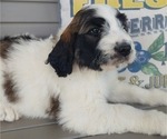Small Photo #6 Saint Berdoodle Puppy For Sale in LEWISBURG, KY, USA