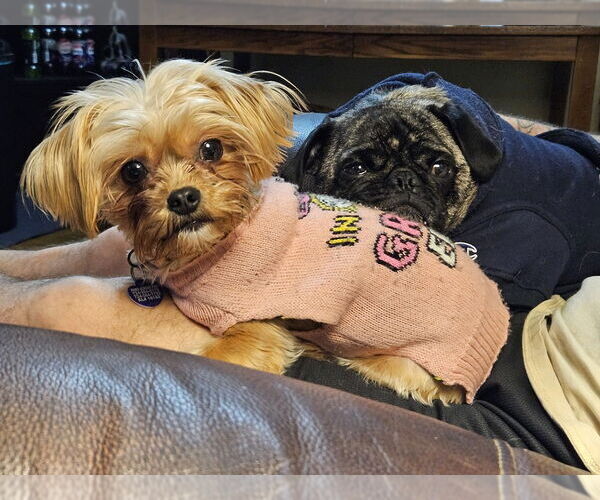 Medium Photo #4 Pug-Shih Tzu Mix Puppy For Sale in Springdale, PA, USA