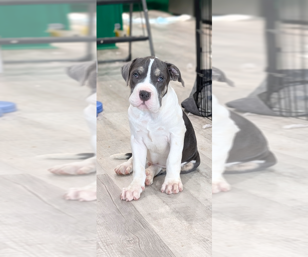 Medium Photo #3 Mutt Puppy For Sale in Boston, MA, USA