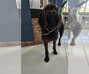 Labradoodle Dogs for adoption in Temple, TX, USA