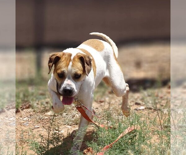 Medium Photo #2 Bulloxer Puppy For Sale in Cottonwood, AZ, USA