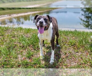 Boxador Dogs for adoption in Royal Palm Beach, FL, USA