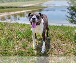 Small Photo #1 Boxador Puppy For Sale in Royal Palm Beach, FL, USA