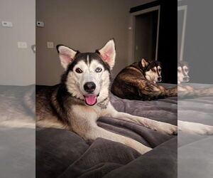 Siberian Husky Dogs for adoption in Cumming, GA, USA
