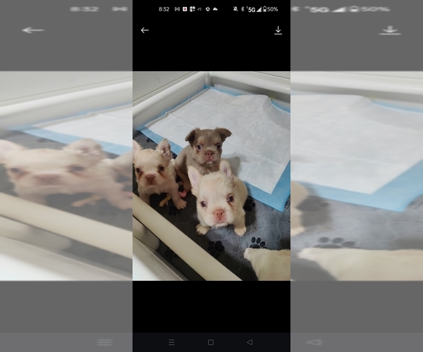 Medium Photo #11 French Bulldog Puppy For Sale in HIGHLAND VILL, TX, USA