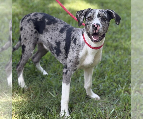 Medium Photo #2 Catahoula Leopard Dog Puppy For Sale in Yardley, PA, USA