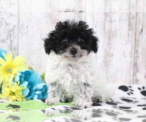 Havanese-Poodle (Toy) Mix Puppy for sale in SHILOH, OH, USA