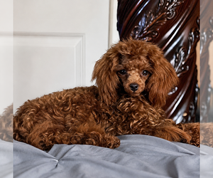 Poodle (Toy) Puppy for sale in FERRIDAY, LA, USA