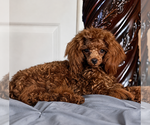 Image preview for Ad Listing. Nickname: Teddy