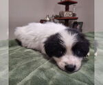 Small #2 Border Collie Mix