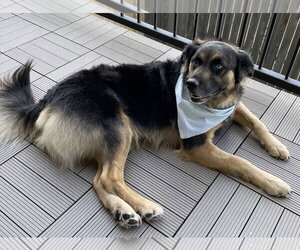 Valentino - Male Australian Shepherd-German Shepherd Dog Mix Dog for Adoption - Photo #5