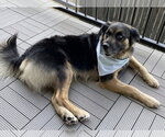 Small Photo #5 Australian Shepherd-German Shepherd Dog Mix Puppy For Sale in Alvin, TX, USA