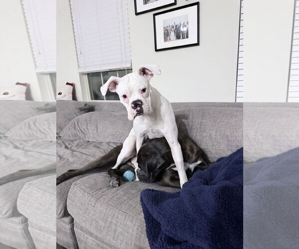 Medium Photo #3 Boxer Puppy For Sale in  Katy, TX, USA