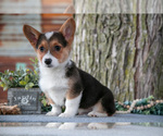 Small Photo #10 Pembroke Welsh Corgi Puppy For Sale in MILLERSBURG, IN, USA