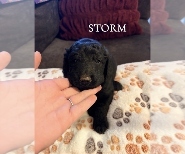 Medium Photo #4 Goldendoodle Puppy For Sale in DENVER, NC, USA