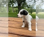 Puppy Moo Moo Aussiedoodle-Bernedoodle Mix