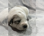 Small Photo #2 Great Pyrenees Puppy For Sale in EDINBURG, VA, USA