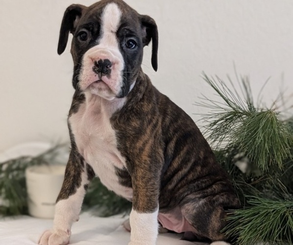 Medium Photo #6 Boxer Puppy For Sale in GOSHEN, IN, USA