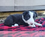Small Photo #139 Border Collie Puppy For Sale in NORBORNE, MO, USA