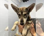 Small Siberian Husky Mix