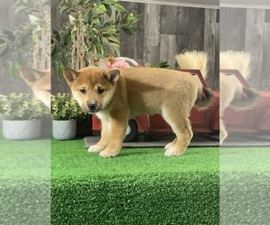 Shiba Inu Puppy for sale in CANOGA, NY, USA
