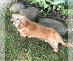 Small #4 Dachshund
