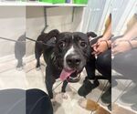 Small #8 Boxer Mix