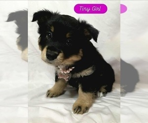 Australian Shepherd-Miniature Australian Shepherd Mix Dog for Adoption in MODESTO, California USA
